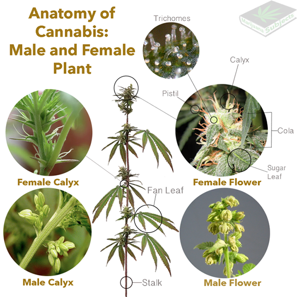Anatomia da cannabis: parte feminina e masculina