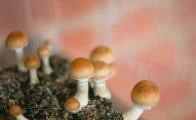 Cogumelos mágicos