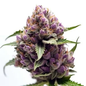 Purple Kush strain