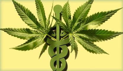 OMS e ONU retiram maconha da lista de drogas mais perigosas