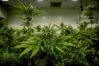 grow de cannabis