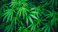 plantação de cannabis