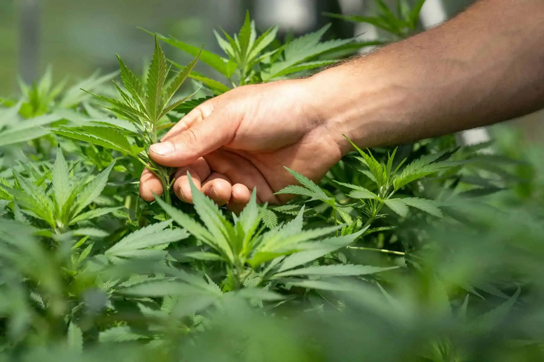 Podas e treinamento de plantas para maximizar o rendimento e cannabis medicinal para a ataxia