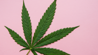 cannabis medicinal e os fogachos