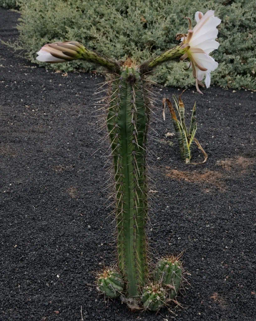 Antorcha Boliviana (Echinopsis lageniformis) mescalina