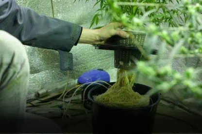 Desvendando o cultivo de Cannabis Hidropônica