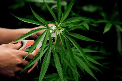 Tudo sobre Lollipopping: aprenda a dominar essa técnica avançada de poda para cannabis
