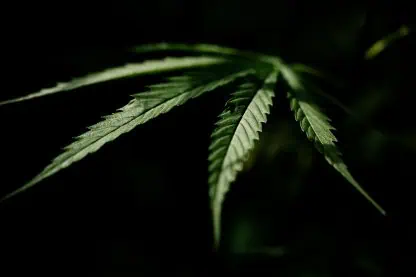 Efeitos da maconha no corpo: variações, duração e como gerenciá-los