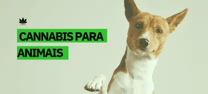 Anvisa regulamenta a prescrição de Cannabis para animais