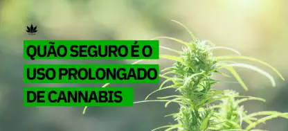 Quão seguro ou perigoso é o uso prolongado de Cannabis?