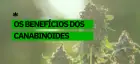 O que são canabinoides e quais são os benefícios para a saúde